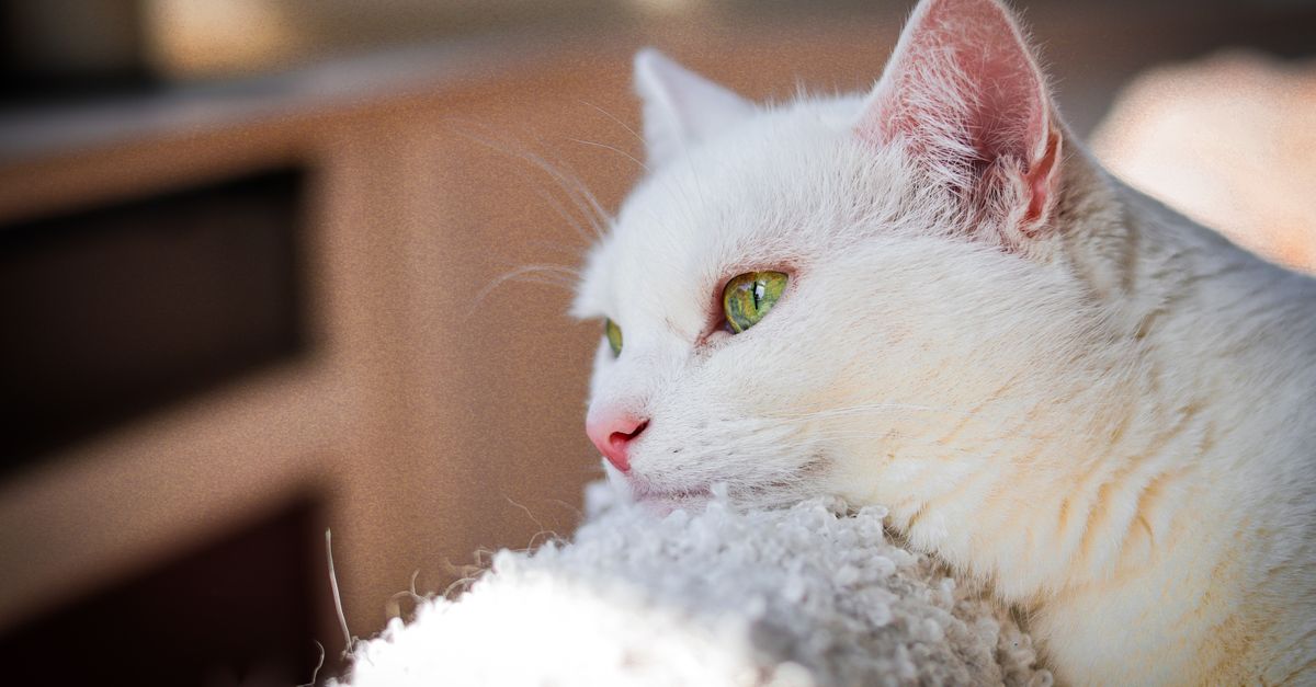 Un chien et un chat près de leur gamelle : bases de l'alimentation équilibrée des animaux de compagnie